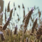 Натуральные масла и травы для релаксирующей косметики