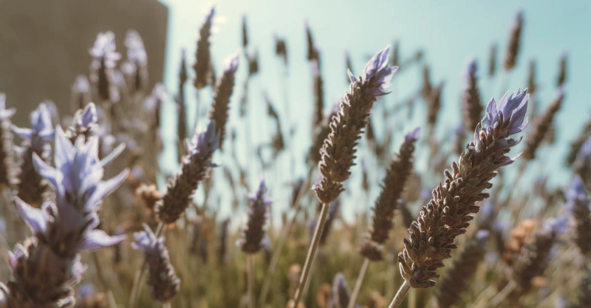 Натуральные масла и травы для релаксирующей косметики